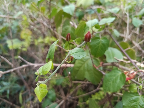 Passiflora herbertiana, photograph 6