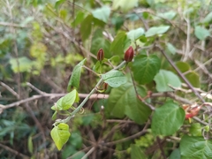 Passiflora herbertiana, photograph (c) Carl Ramirez, some rights reserved (CC BY)