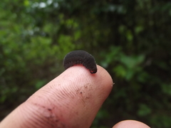 Peripatopsis clavigera