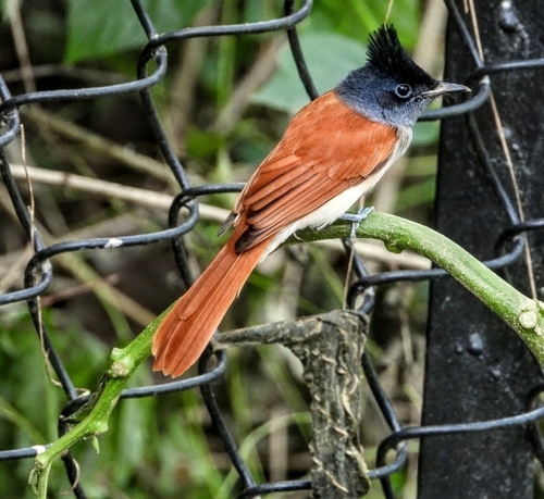 Indian Paradise-Flycatcher
