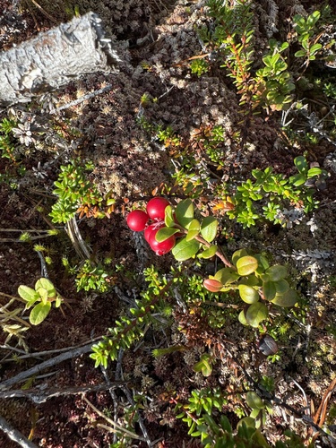 Lingonberry