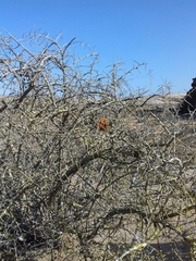 Teloschistes puber