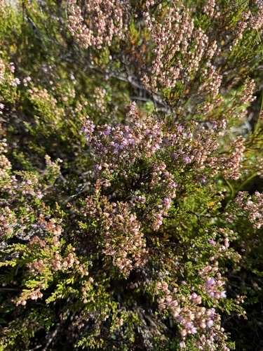 common heather