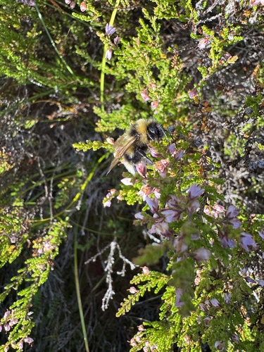 Heath Bumble Bee
