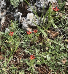 Adonis flammea