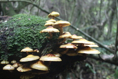 Pholiota glutinosa