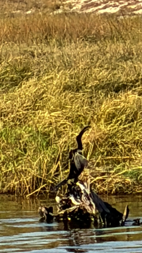 African Darter