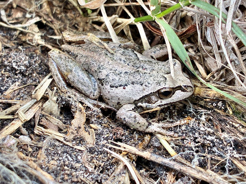 Southern Brown Tree Frog