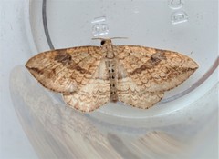 Orthonama evansi