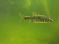 Pseudobarbus afer
