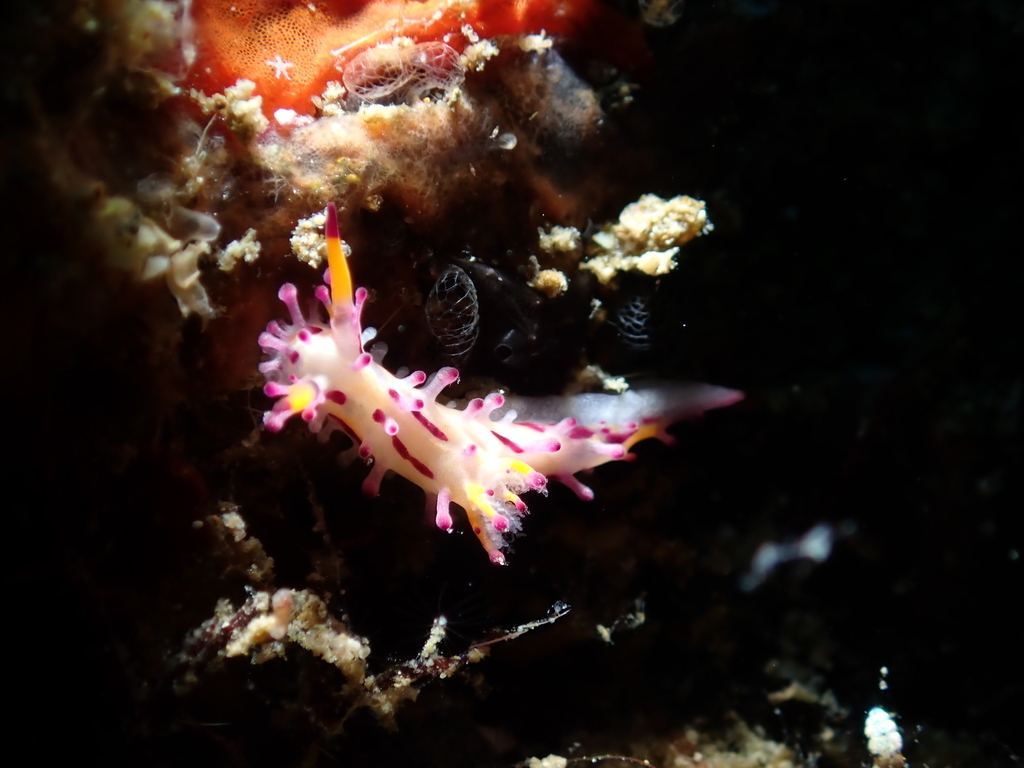 Sunset Knobbed Dorid