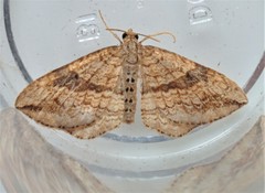 Orthonama evansi
