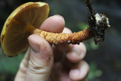 Pholiota glutinosa