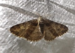 Cleora cinctaria