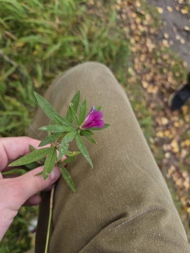 lupine clover