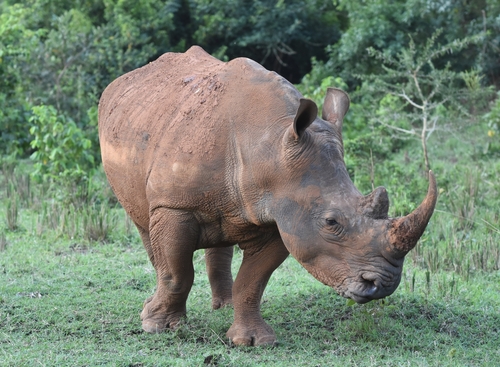 Southern White Rhinoceros