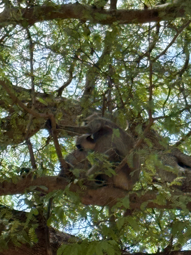 Sri Lankan Grey Langur