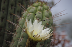 Leptoglossus chilensis