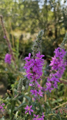 purple loosestrife