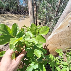 Pleiogynium timoriense, photograph (c) Greg Tasney, some rights reserved (CC BY-SA)