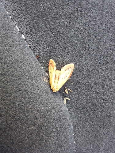 Rosy Footman