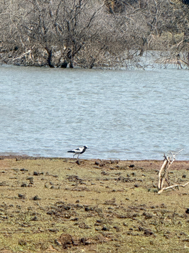 Blacksmith Lapwing