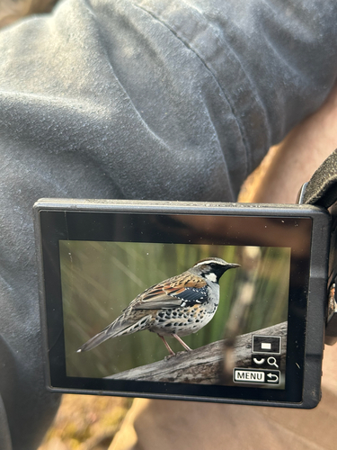 Spotted Quailthrush