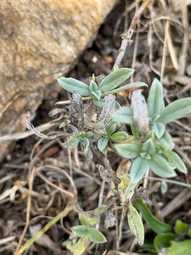 Greyleaf Heliotrope