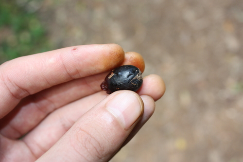 Tetrastigma nitens, photograph 6