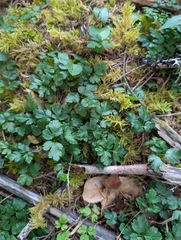 Coptis laciniata