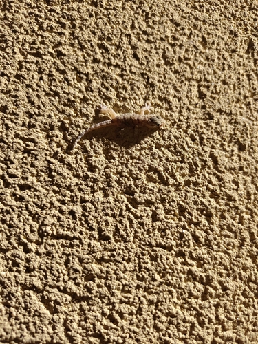 Moorish Gecko