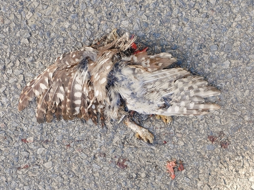 Little Owl