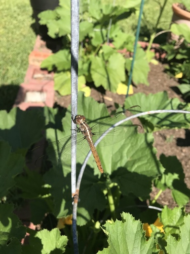 Orthemis ferruginea image