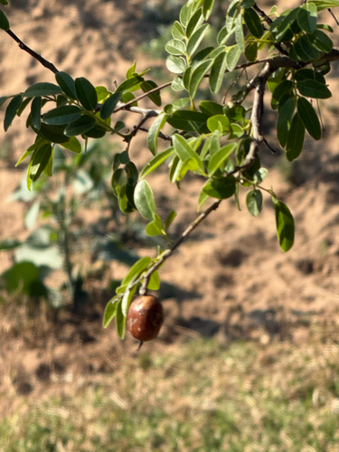 Xanthocercis zambesiaca, 2026-08-23