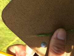 Brachypodium distachyon