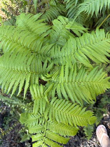 Cibotium glaucum