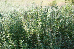 Salvia leucophylla