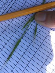 Brachypodium distachyon