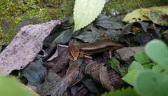 Sphenomorphus indicus