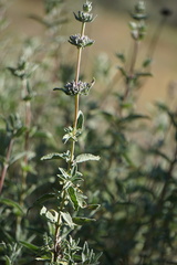 Salvia leucophylla