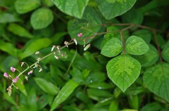 Pseudarthria viscida