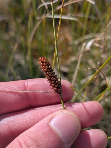 Carex rotundata, 2026-08-02