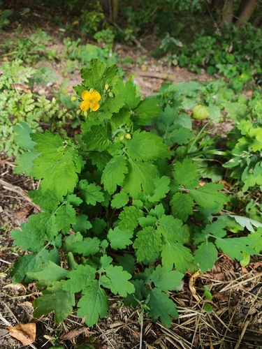 Greater celandine