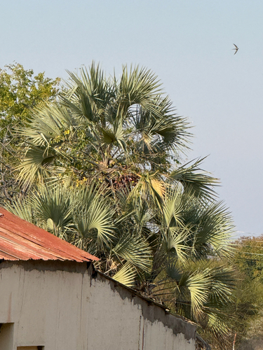 Makalani Palm