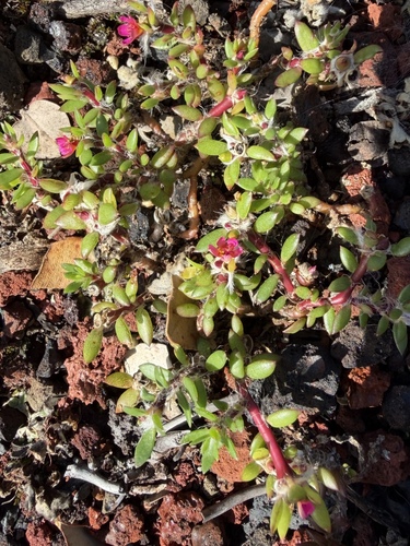 Portulaca pilosa observed 2026-08-24