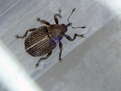 Ceutorhynchus typhae