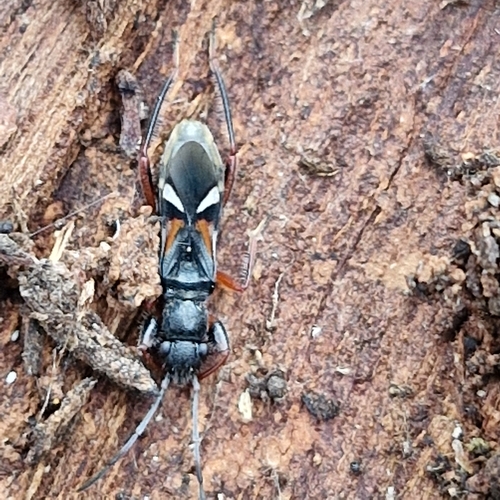 Daerlac cephalotes, 2026-08-20