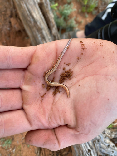 Lerista labialis observed 2026-08-25