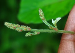 Pseudarthria viscida