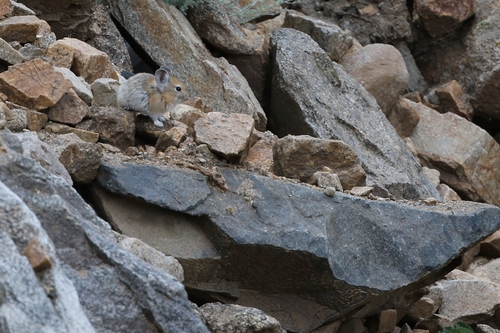 Large-eared Pika